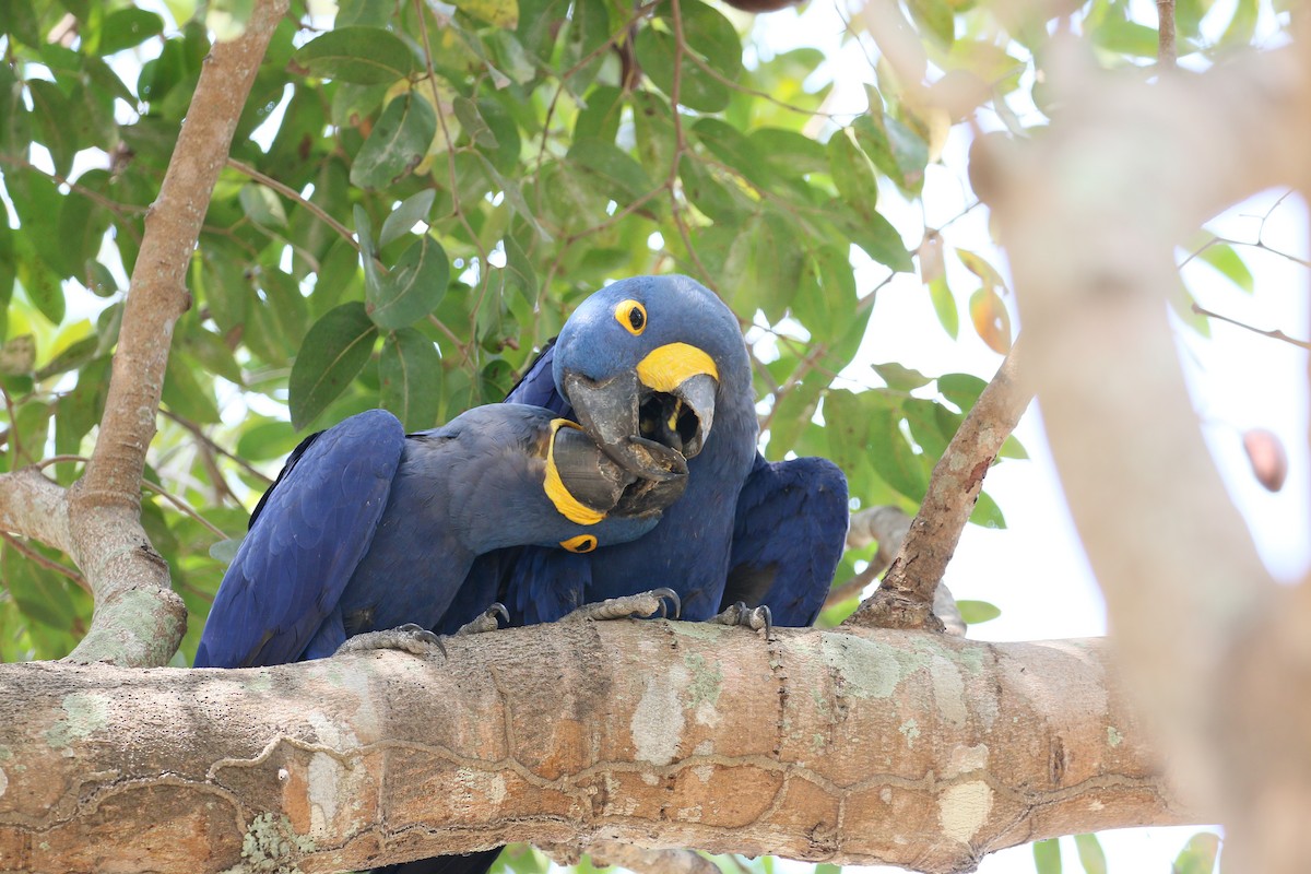 Hyacinth Macaw - ML222602371