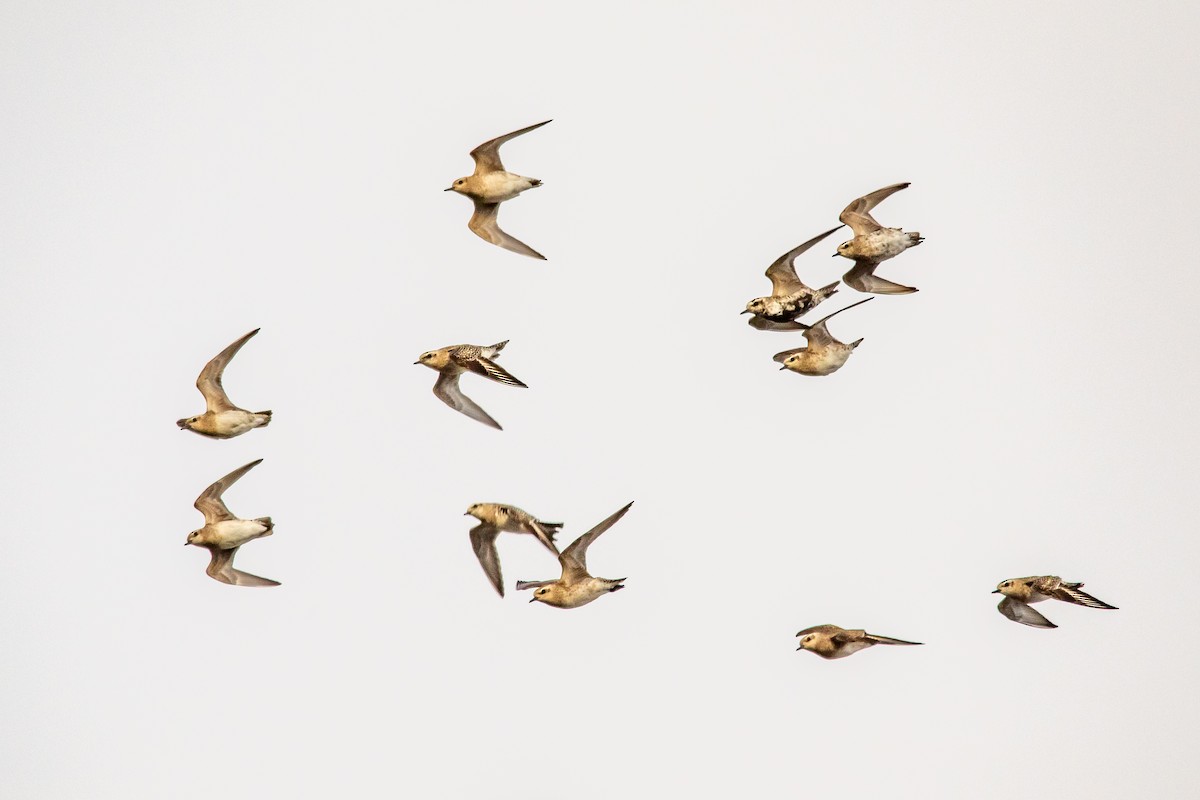 American Golden-Plover - ML222603651