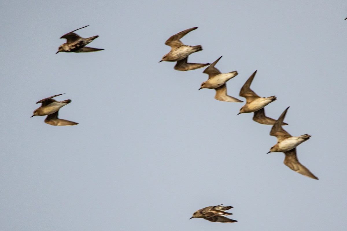 American Golden-Plover - ML222603681