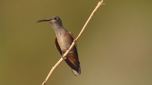 hummingbird sp. - ML222606111
