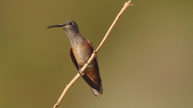 ハチドリ科 - eBird