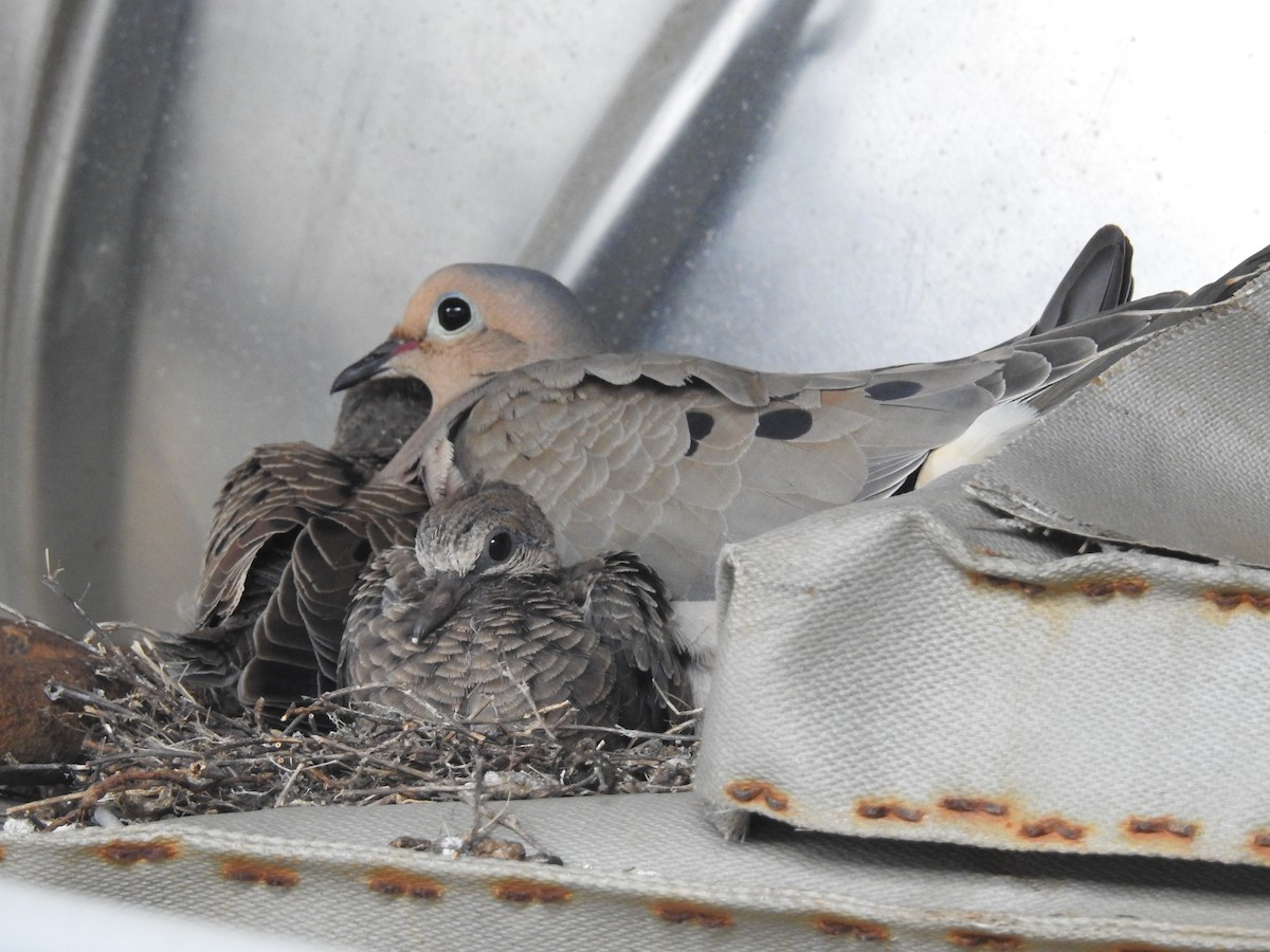 Mourning Dove - ML222607241