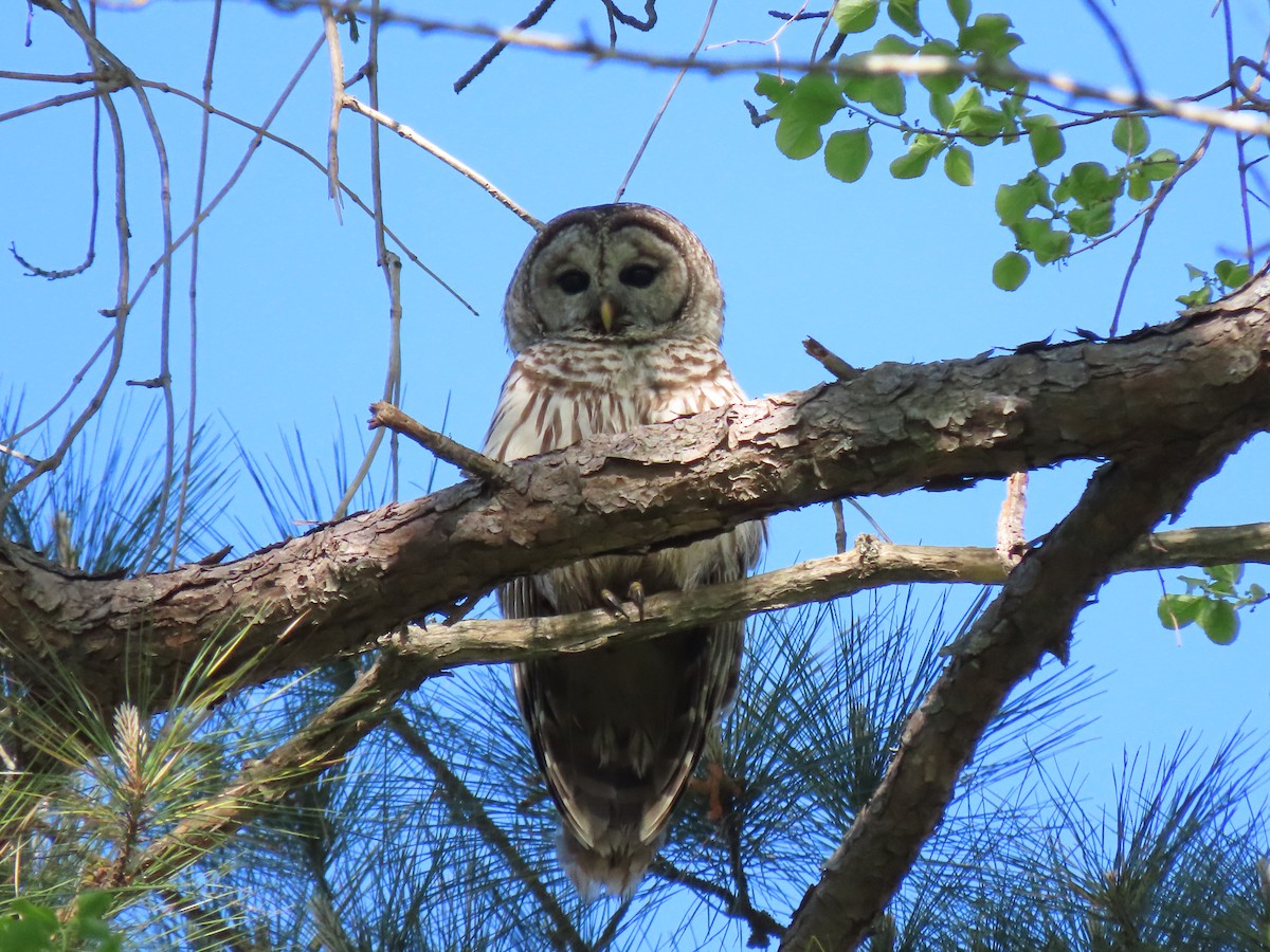 Barred Owl - ML222608121