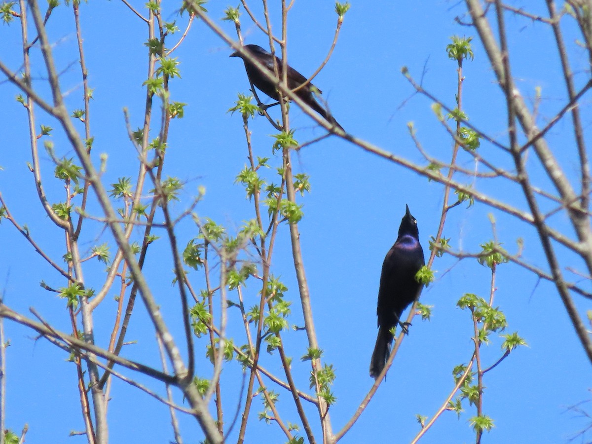 Common Grackle - ML222608211