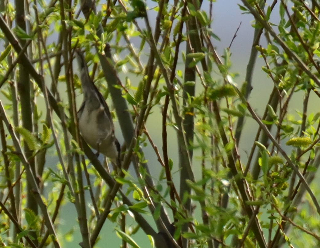 Eastern Orphean Warbler - Sinan Yılmaz