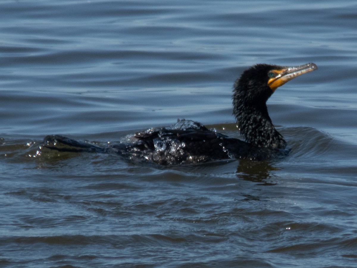 Double-crested Cormorant - ML222609101