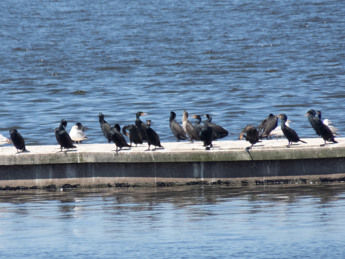 Double-crested Cormorant - ML222609131