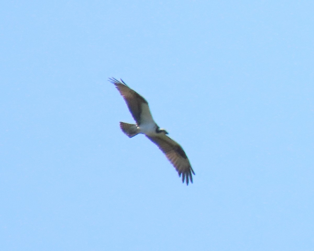 Osprey - ML222609391