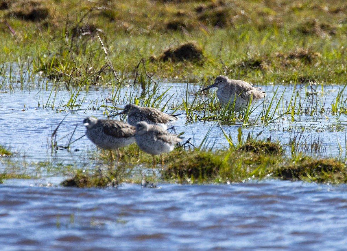 Willet (Western) - ML222609421