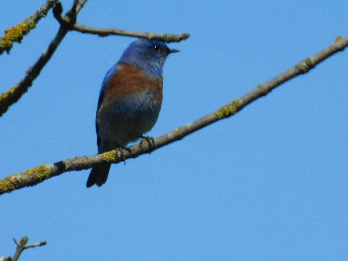 Western Bluebird - ML222609601