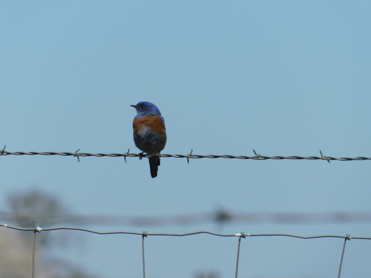 Western Bluebird - ML222609621