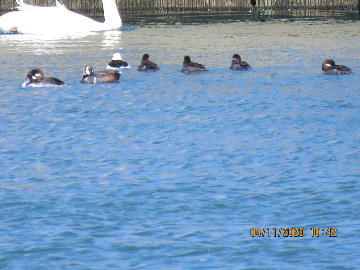 Harlequin Duck - ML222610341