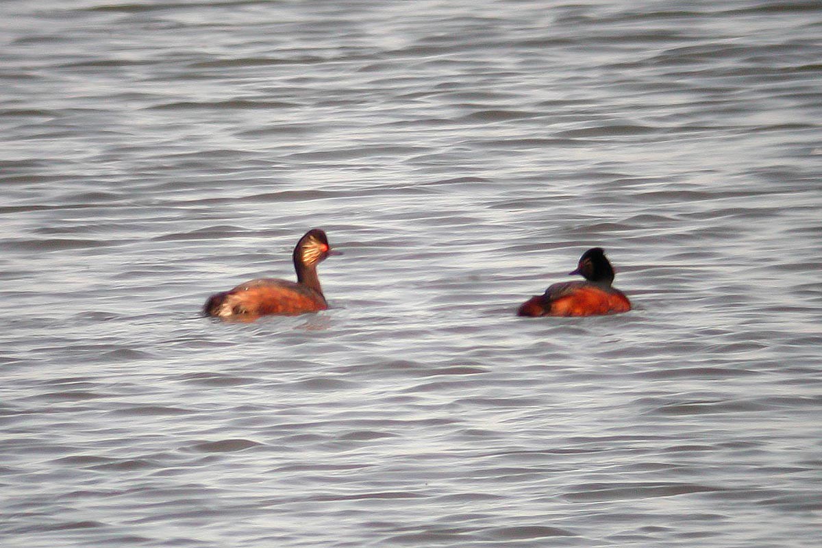 Eared Grebe - ML222610351