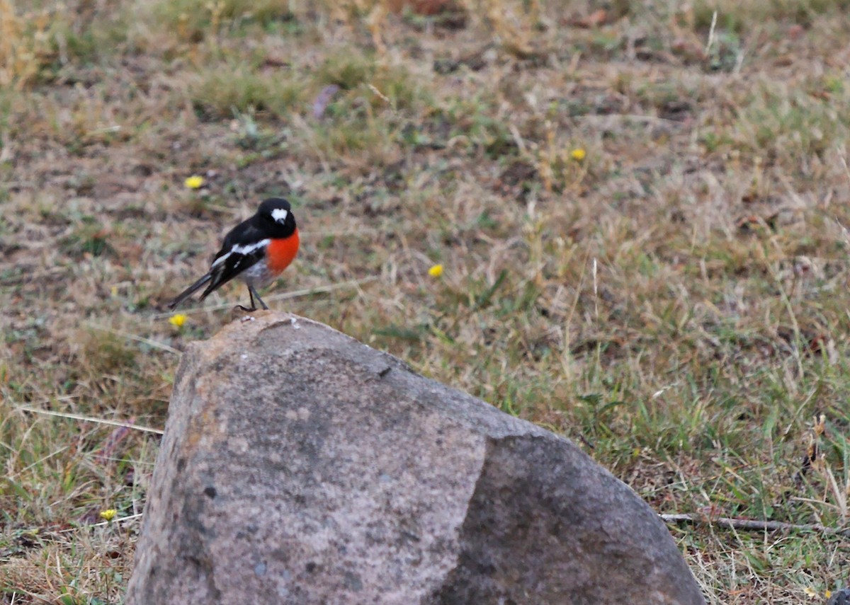 Scarlet Robin - ML222611151