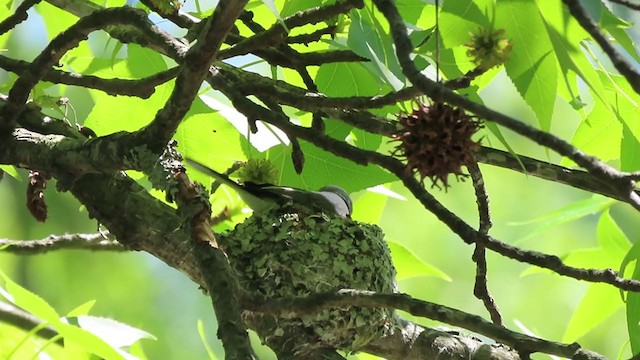 Blue-gray Gnatcatcher - ML222611211