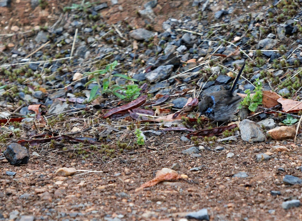 Superb Fairywren - ML222611391