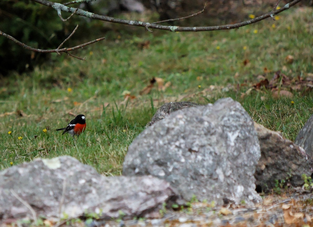 Scarlet Robin - ML222611431