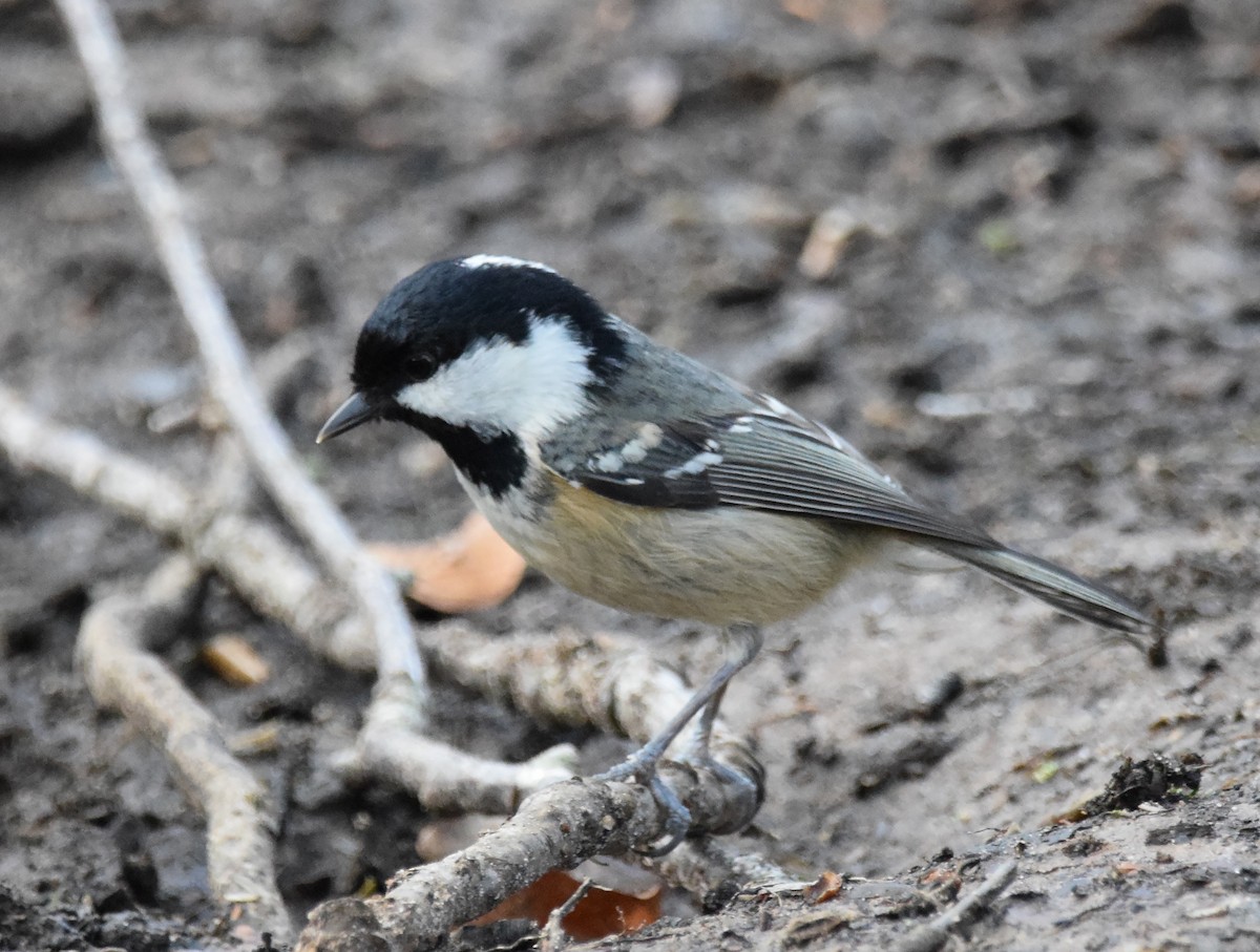 Coal Tit (British) - ML222611871