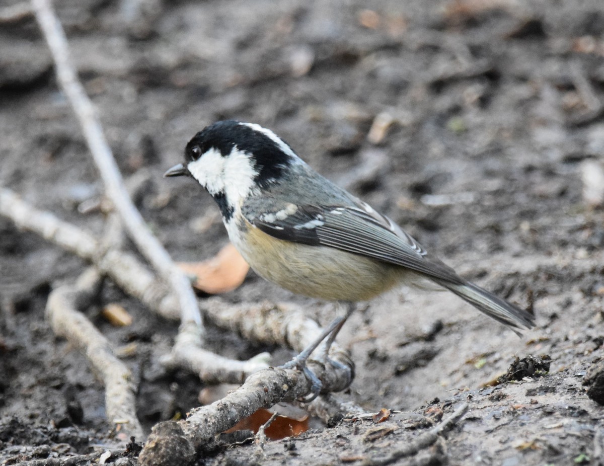 Coal Tit (British) - ML222611891
