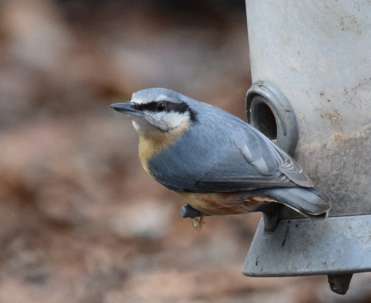Eurasian Nuthatch (Western) - ML222611921