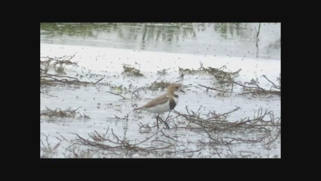 Two-banded Plover - ML222612221