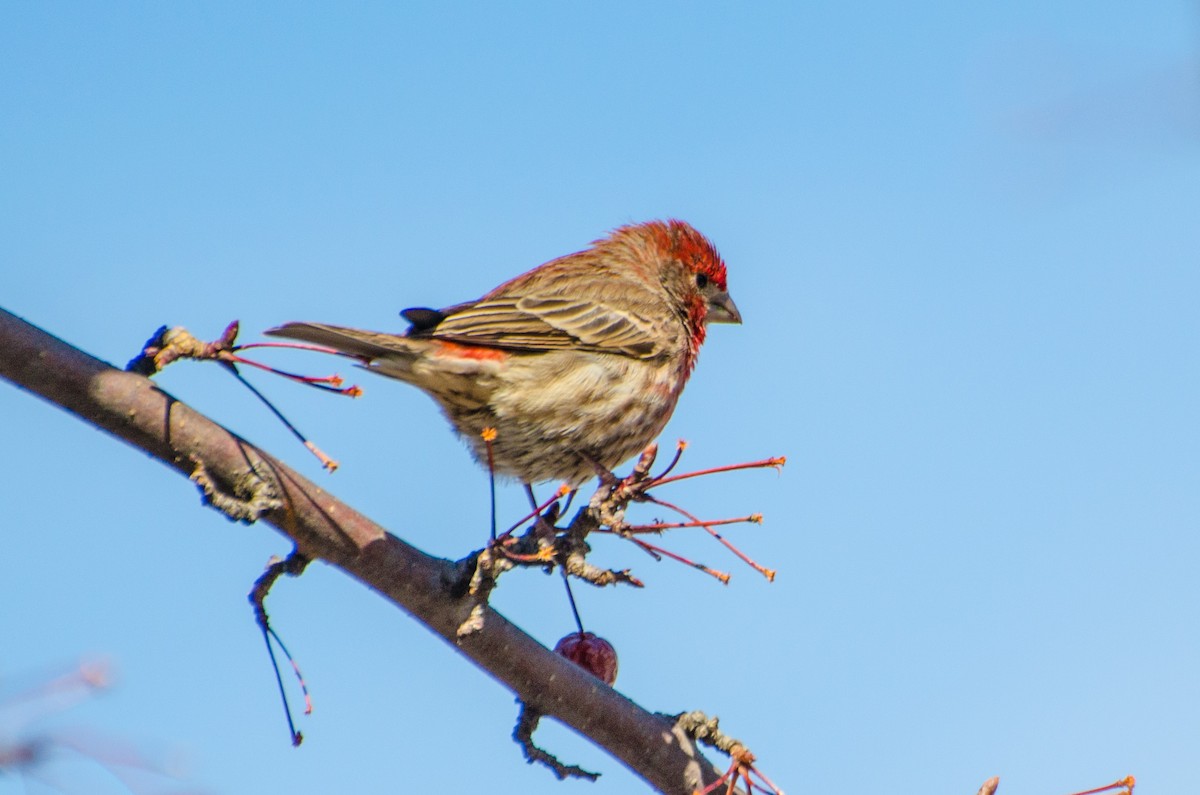 House Finch - ML222613791