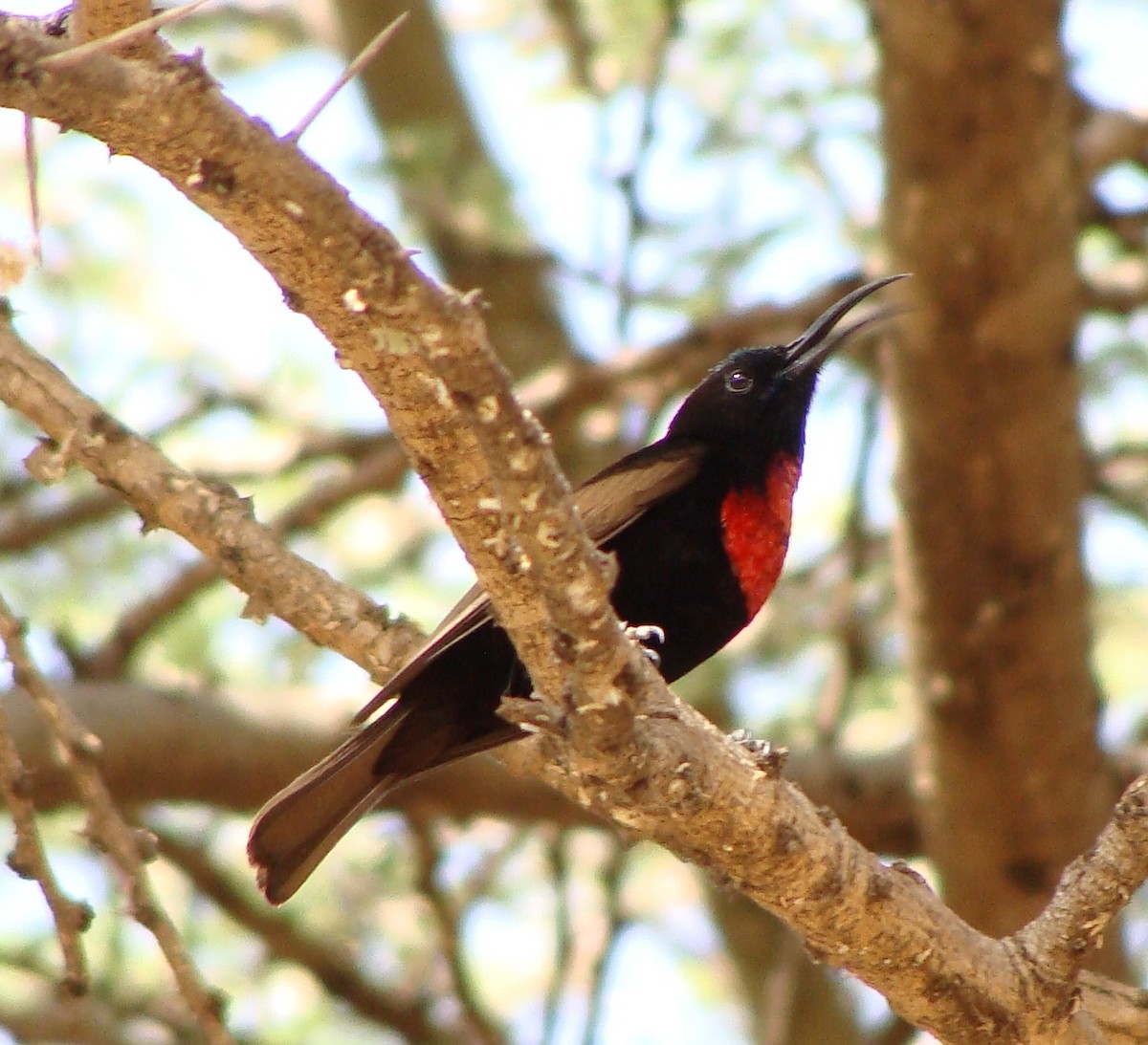 Scarlet-chested Sunbird - ML222614491