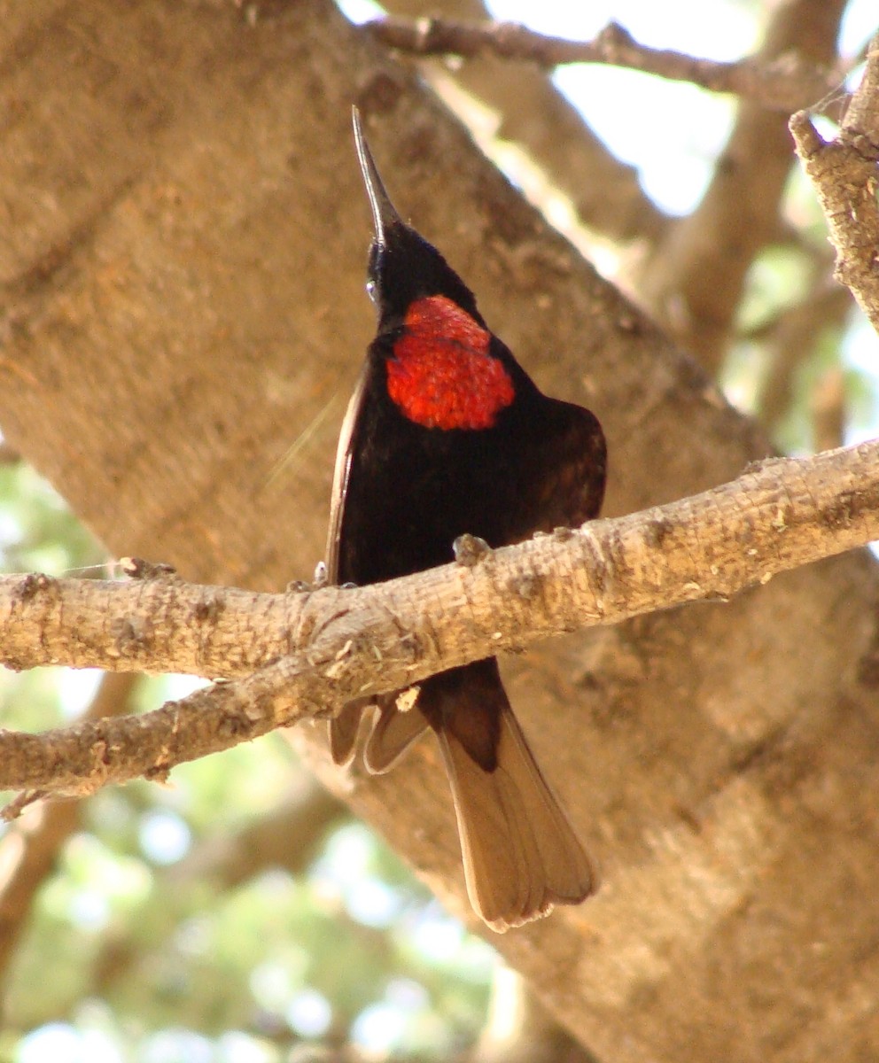 Scarlet-chested Sunbird - ML222614581