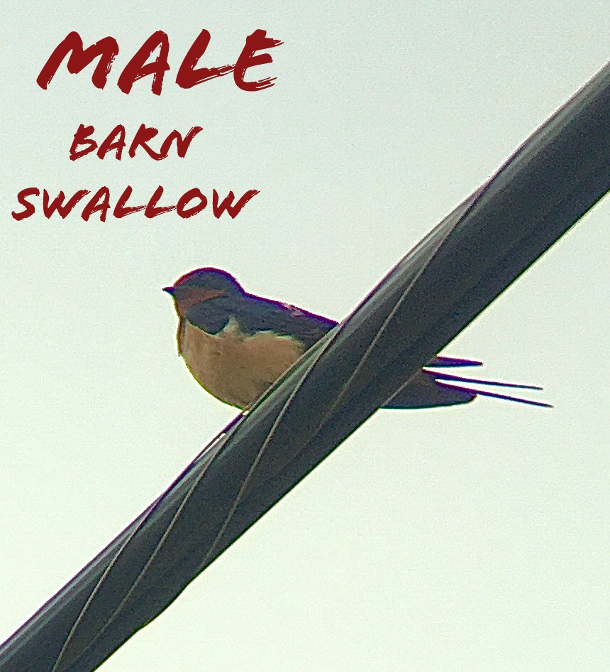 Barn Swallow - ML222615121