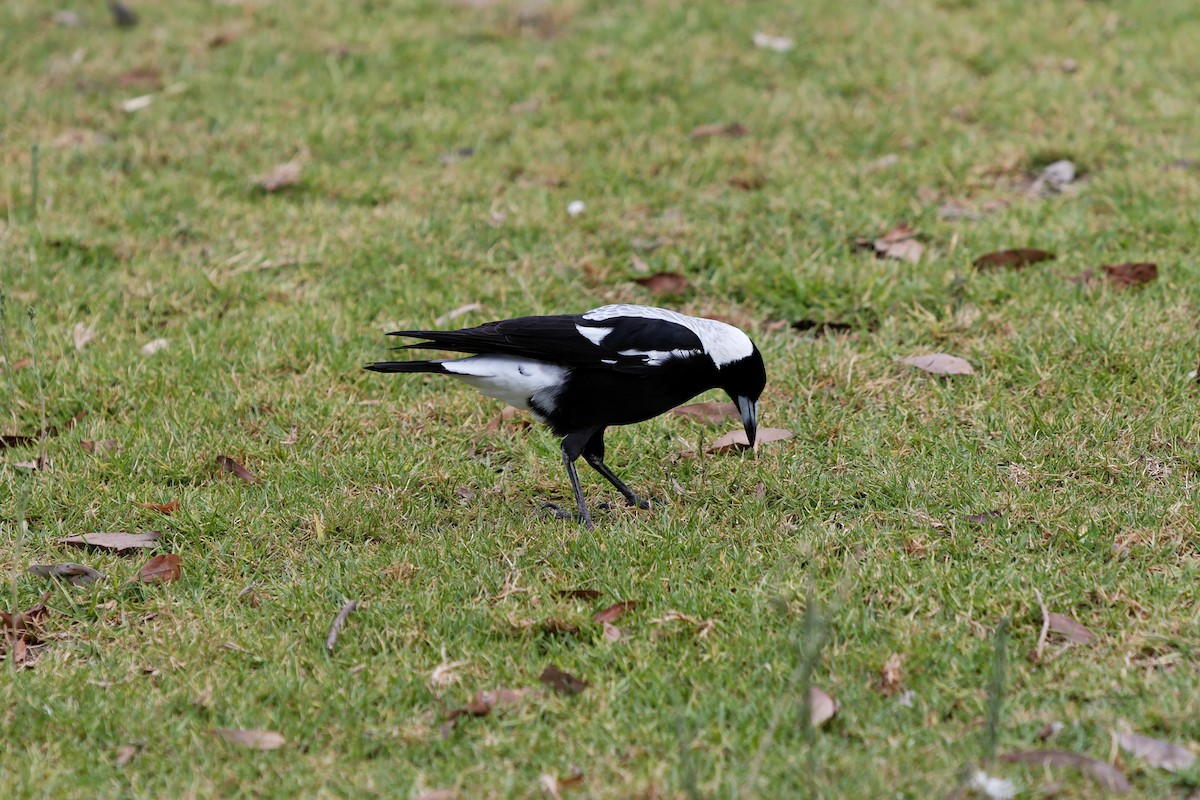 Australian Magpie - Anonymous