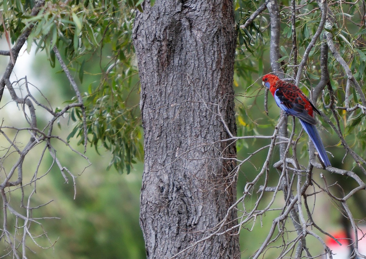 Crimson Rosella - ML222618561