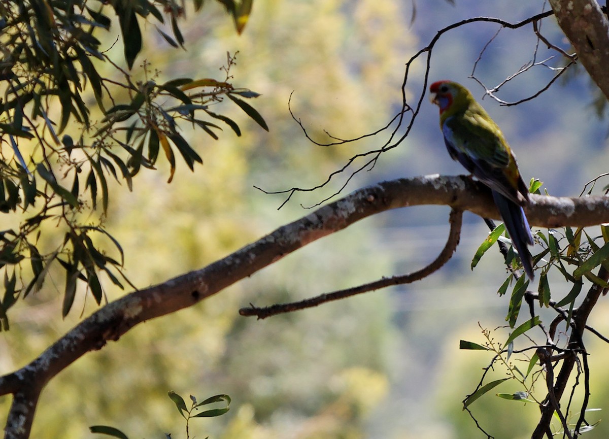 Crimson Rosella - Anonymous