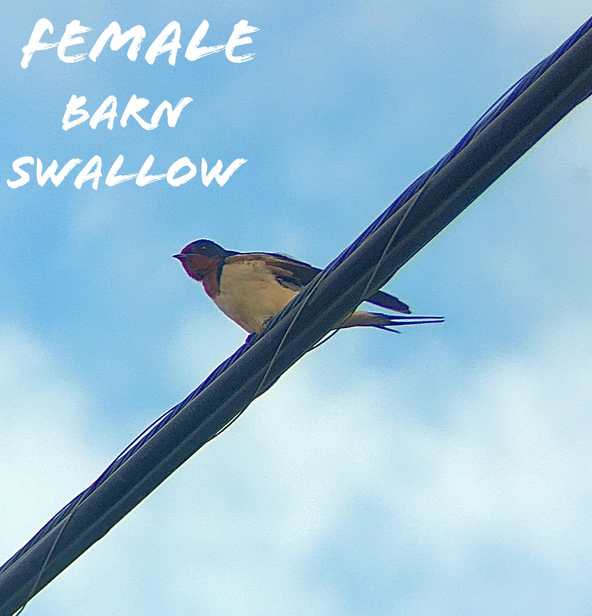 Barn Swallow - cameron dodge