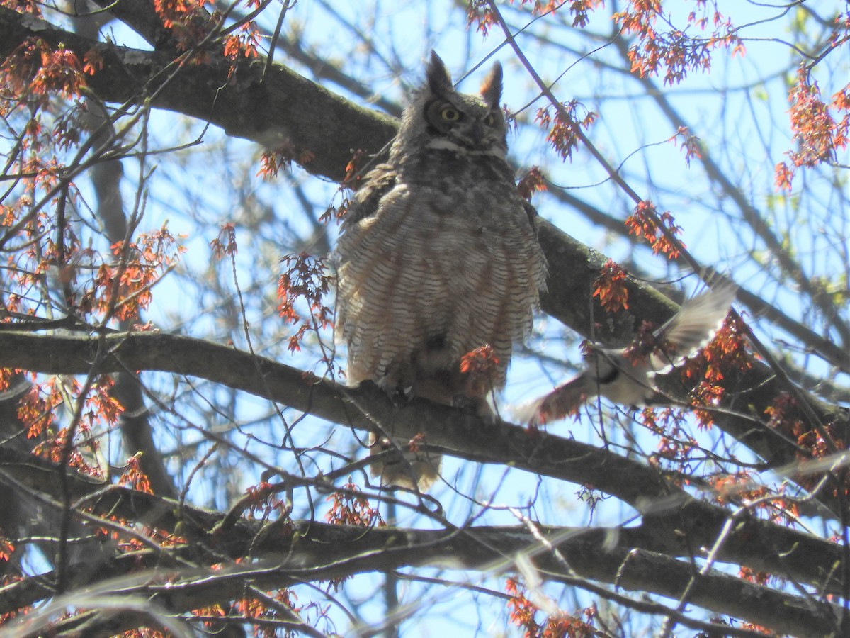 Virginiauhu - ML222619171