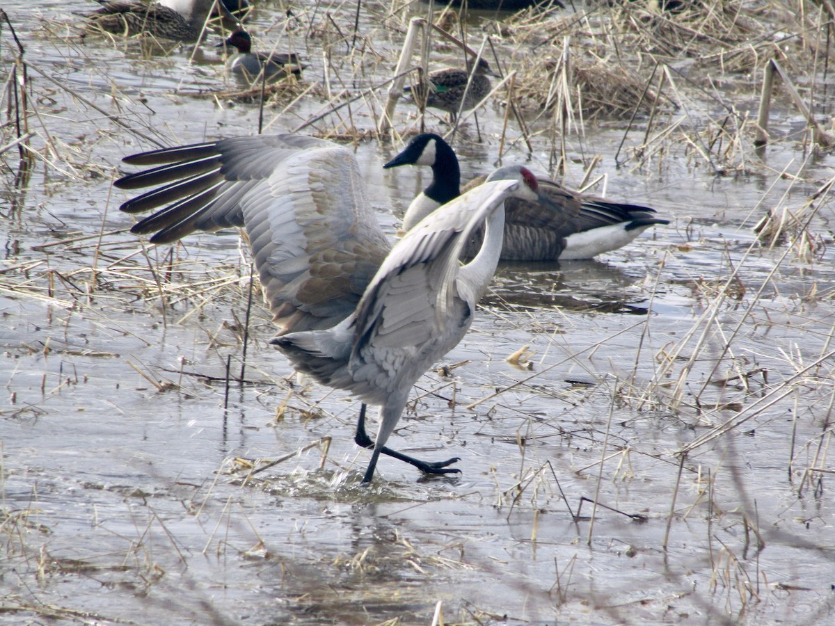 Sandhill Crane - ML222619551