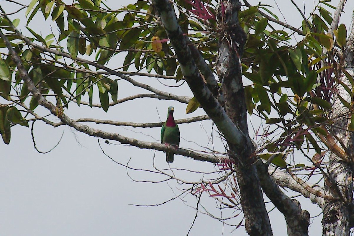 Claret-breasted Fruit-Dove - ML222619901