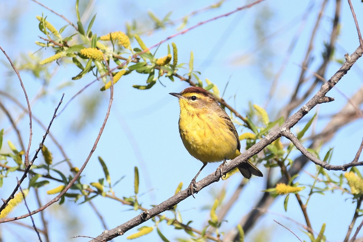 Palm Warbler (Yellow) - Matt Spangler