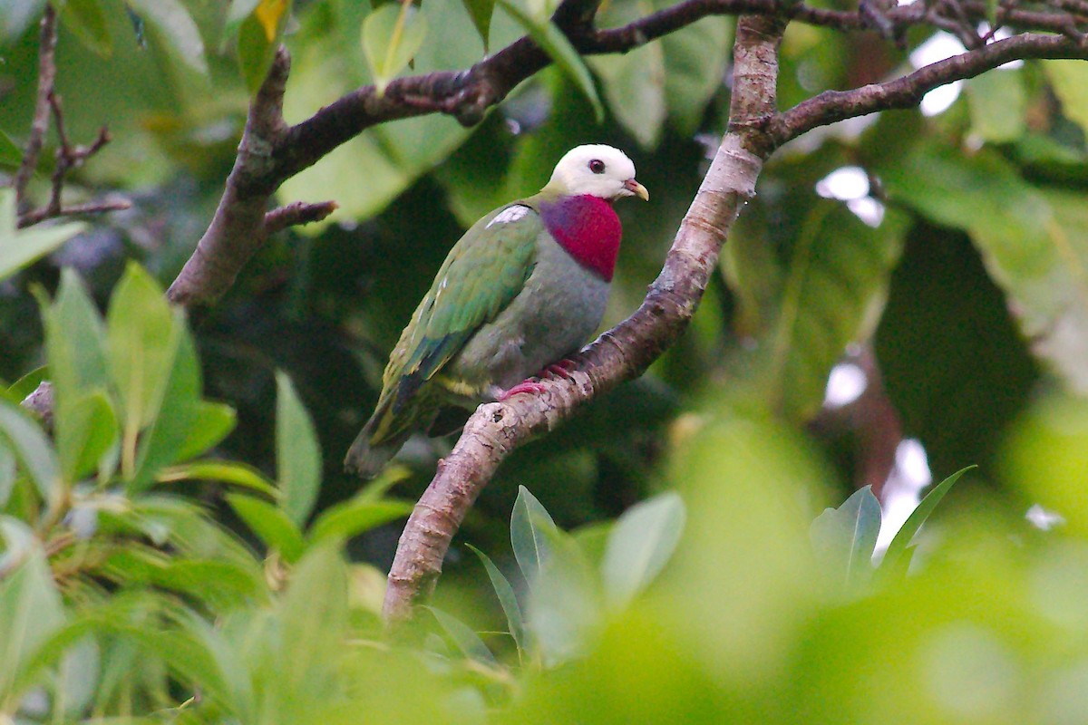 White-headed Fruit-Dove - ML222620601