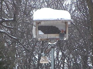 Red-bellied Woodpecker - ML22262111