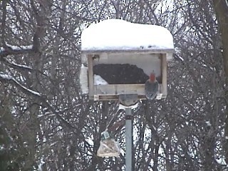 Red-bellied Woodpecker - ML22262121