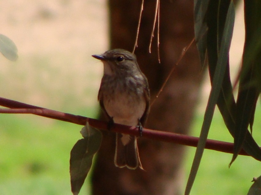 Spotted Flycatcher - ML222622471