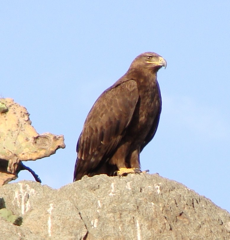 Steppe Eagle - ML222623931