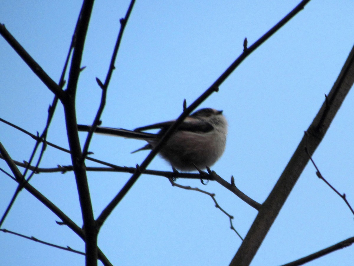 Long-tailed Tit - Bruce Kerr