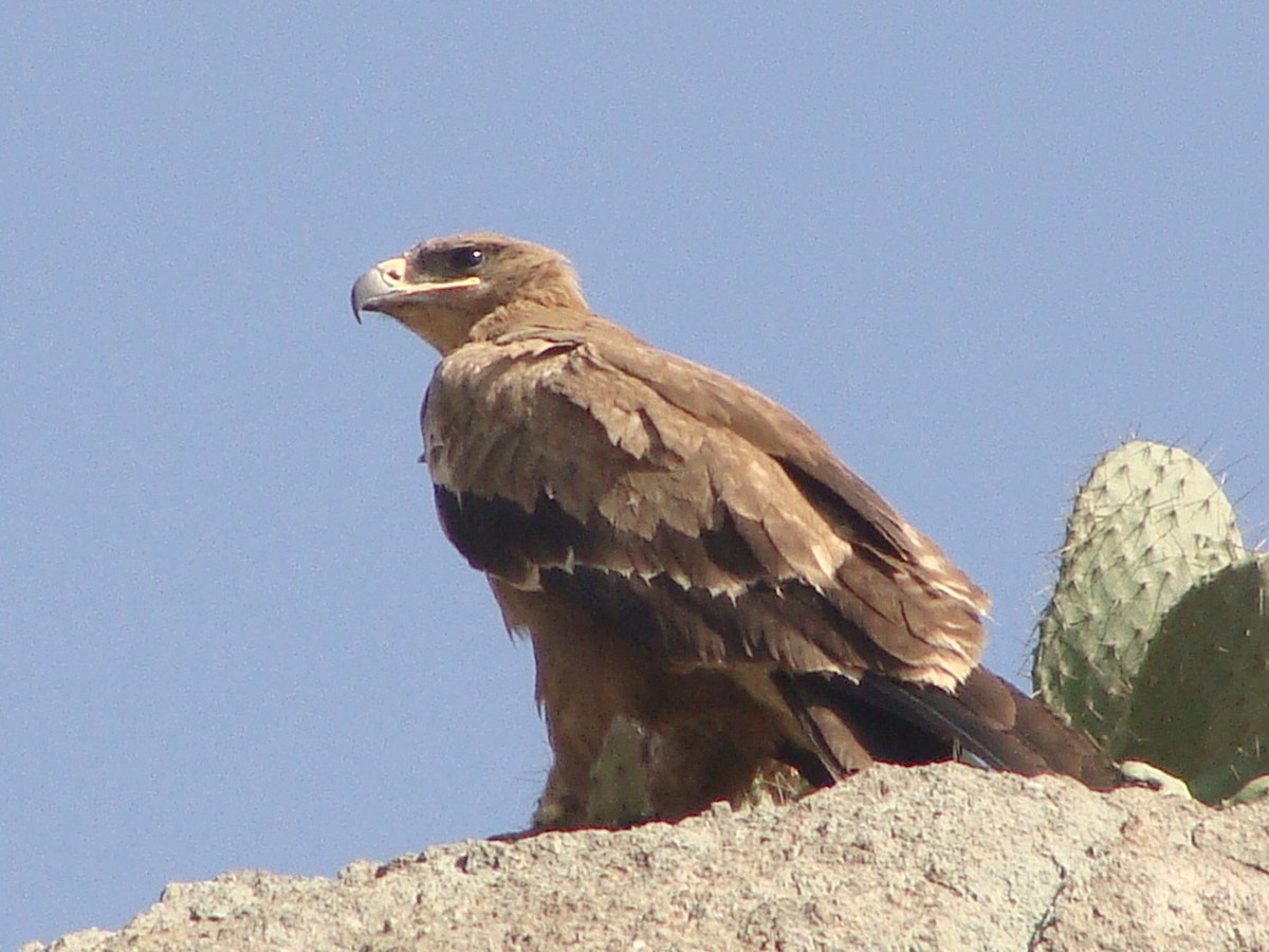 Steppe Eagle - ML222624401