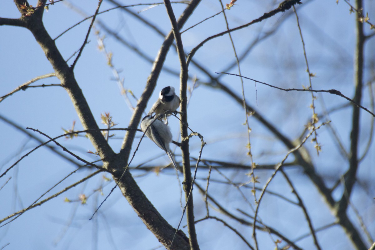 Black-capped Chickadee - ML222625021