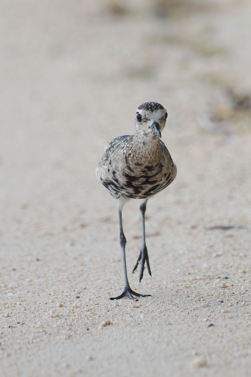 Pacific Golden-Plover - ML222625041