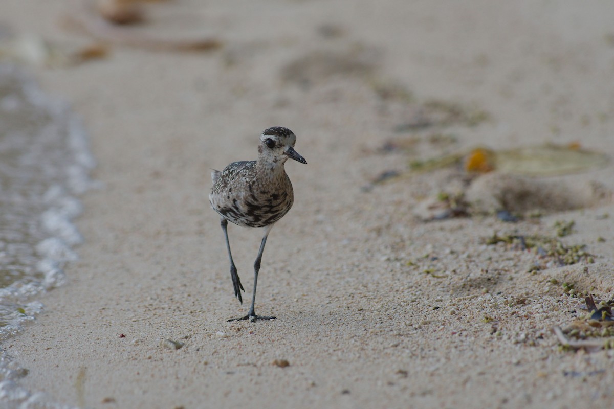 Pacific Golden-Plover - ML222625061