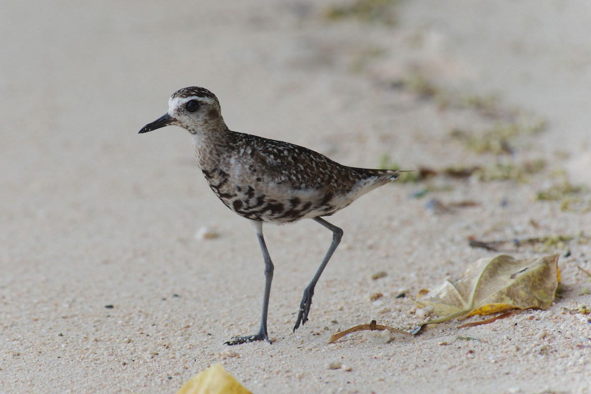 Pacific Golden-Plover - ML222625131