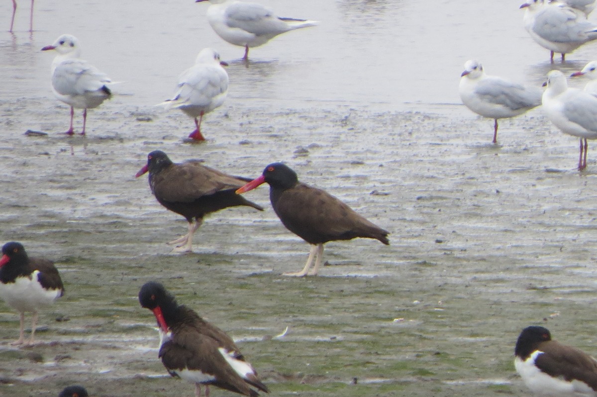 Blackish Oystercatcher - ML222626291