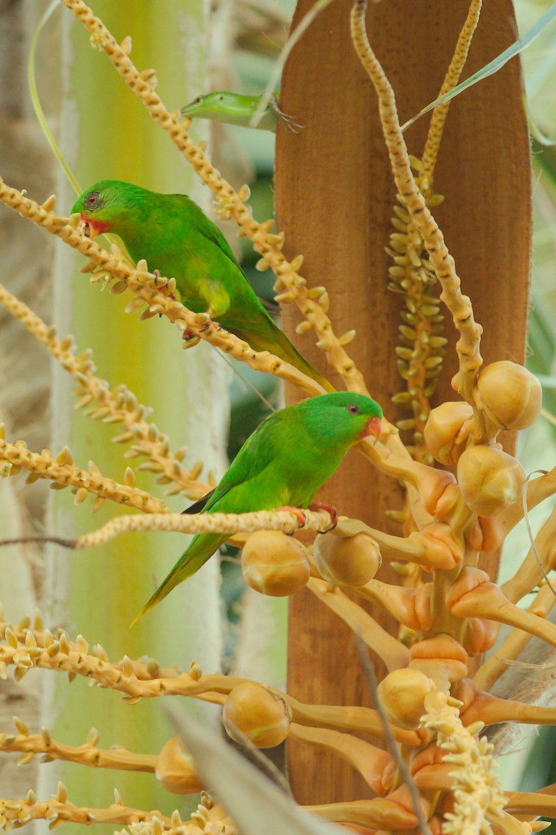 Palm Lorikeet - ML222627901